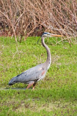 Büyük mavi balıkçıl ayakta bir bataklıkta Ardea herodias Close-Up