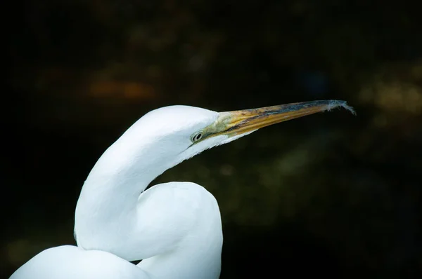Close Little Egret — Stock Photo, Image