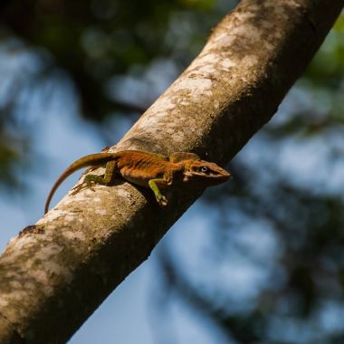 Caroline anole Anolis carolinensis Close-Up