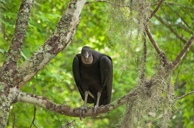 Kara akbaba Louisiana, Amerika Birleşik Devletleri bataklıklarında ağaçta oturuyor
