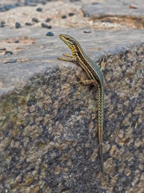 Bir duvar kertenkele Close-Up