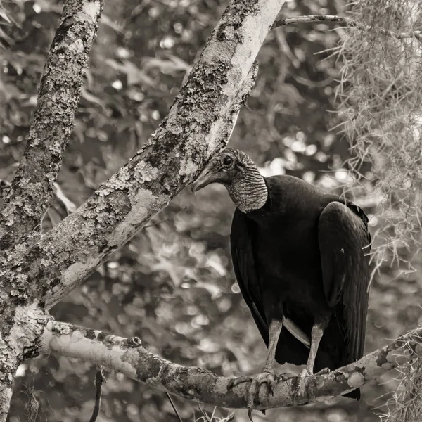 Abutre Preto Está Sentado Uma Árvore Nos Pântanos Louisiana Imagem — Fotografia de Stock