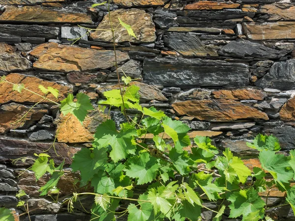 Grapevine Framför Vägg Skiffer — Stockfoto