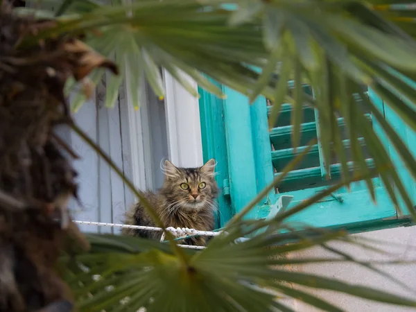 Kedi Lovran Hırvatistan Eski Şehir Içinde Pencereden Görünüyor — Stok fotoğraf