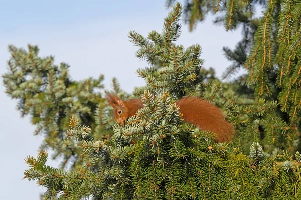 Närbild Ekorre Fir Tree — Stockfoto