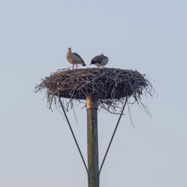 A pair of Egyptian Gooses occupy a stork nest clipart