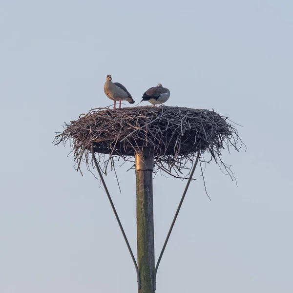 Ein Paar Ägyptische Gänse Besetzen Ein Storchennest — Stockfoto