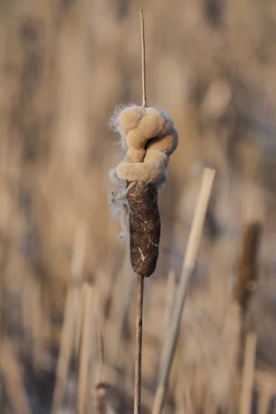 Close Cabeça Flor Desvanece Touro Typha — Fotografia de Stock