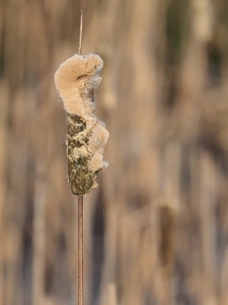 Primer Plano Cabeza Flor Desvanece Tordo Typha —  Fotos de Stock