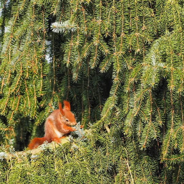 Ekorre Sciurus Vulgaris Sitter Ett Barrträd Äta — Stockfoto