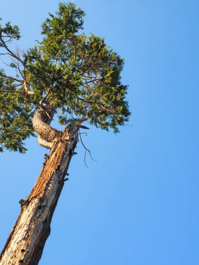 Su sediri decurrens kopya alanı ile kozalaklı Close-Up