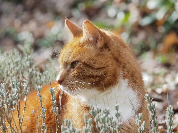 Lavanta kırmızı bir kedi portresi