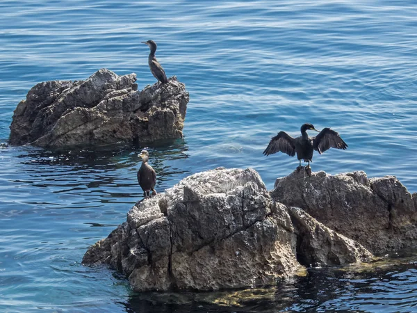 Tre Cormorani Sono Seduti Rocce Nel Mare Adriatico Vicino Alla — Foto Stock