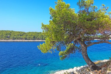 Adriyatik Denizi ile kozalaklı ön planda, Hırvatistan