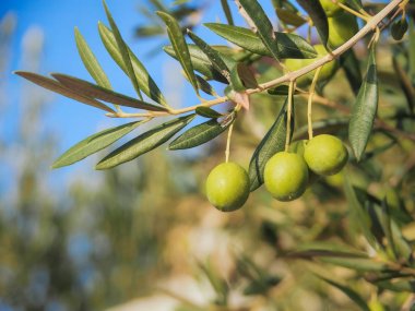 Hırvatistan'daki bir zeytin ağacı dalı üzerinde yeşil zeytin