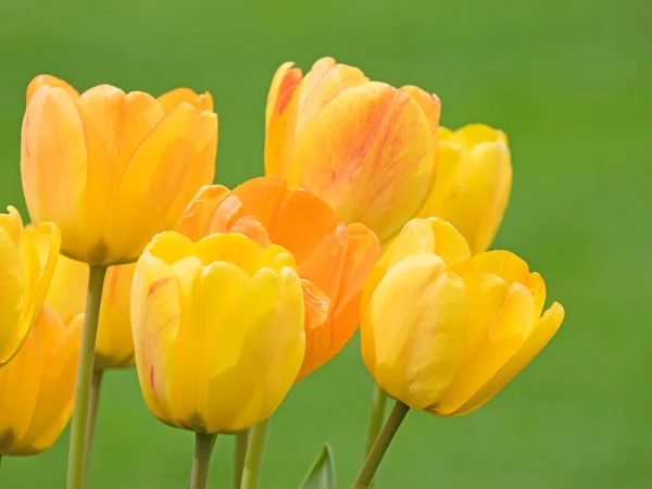 Diversi Fiori Gialli Tulipani Isolati Verde — Foto Stock