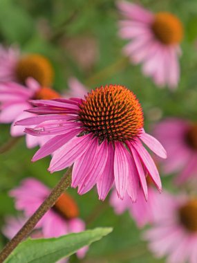 Koni çiçeğinin çiçekleri (Echinacea purpurea)