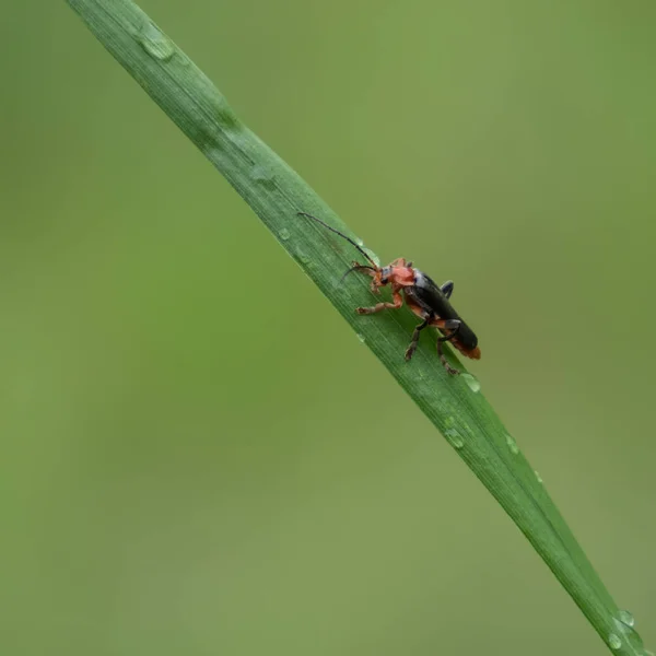 Asker Böceğin Cantharidae Bir Çimen Yaprağına Yakın Çekim — Stok fotoğraf