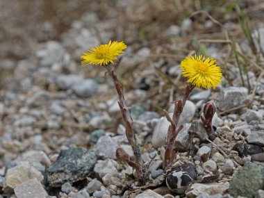 Tussilago farfara, Coltsfoot 'un çiçeklerine yakın çekim.