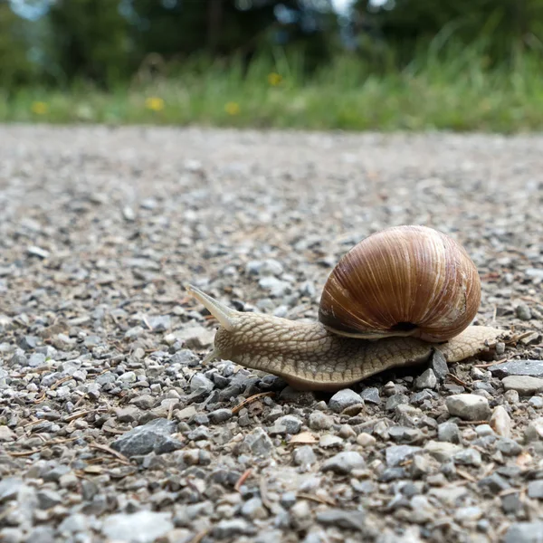 Κοντινό Πλάνο Φαγώσιμου Σαλιγκαριού Helix Pomatia — Φωτογραφία Αρχείου