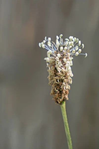 Close Blossom Ribwort — 스톡 사진