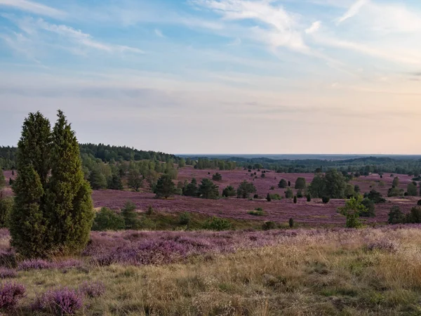 Lueneburg Heath View Wilseder Berg Hill Wilsede — стокове фото