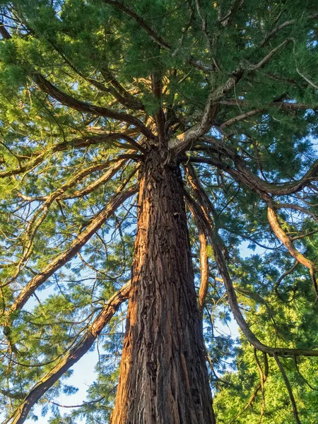 Vista Inferior Una Secuoya Sequoia — Foto de Stock