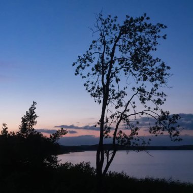 Blue Hour, Mecklenburg-Batı Pomerania, Almanya 'da Grosser Sternberger Gölü kıyısındaki bir ağacın silueti.