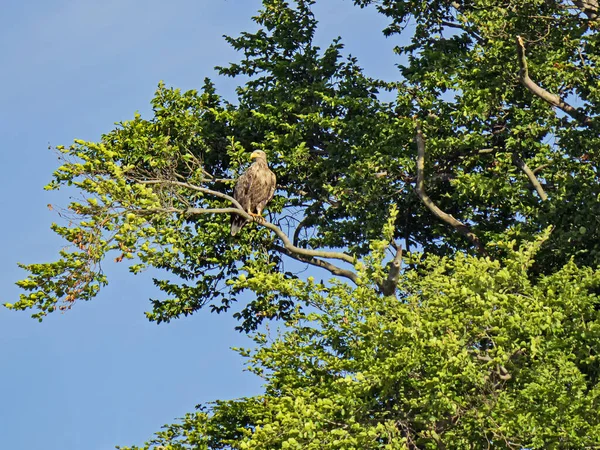 Bir ağaçta oturan Deniz Kartalı (Haliaeetus albicilla)