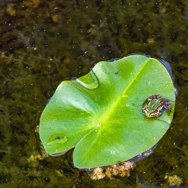 Bir kurbağa nilüfer yaprağında oturuyor