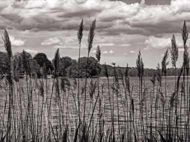 Sepia, Feldberg gölleri, Mecklenburg-Batı Pomerania, Almanya 'daki 