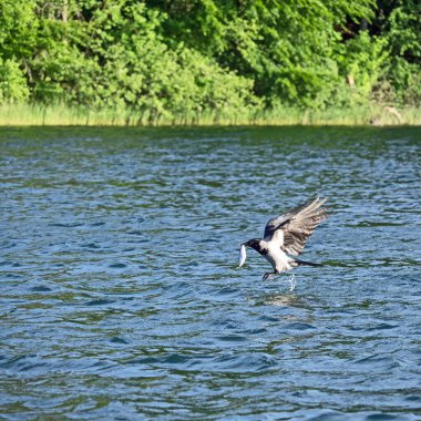 Kapüşonlu karga (Corvus corone) gagasında bir balıkla