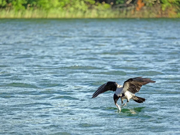 Kapuzenkrähe Corvus Corone Mit Einem Fisch Schnabel — Stockfoto