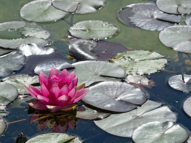 Nilüfer çiçeğinin kırmızı çiçeğinin yakın plan fotoğrafı.