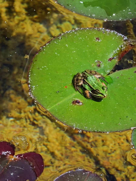 カエルがユリのパッドの上に座っている — ストック写真