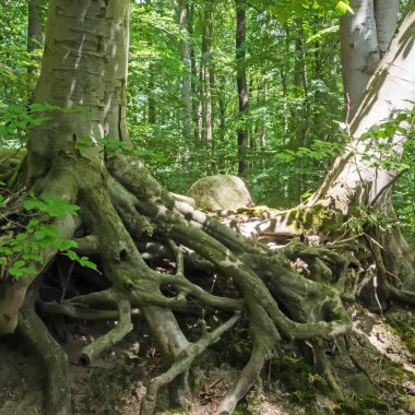 Mecklenburg-Batı Pomerania, Almanya 'da bir ormandaki kayın ağacının kökü