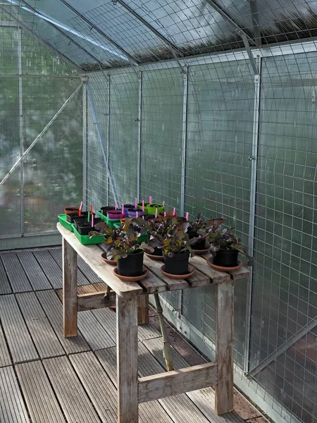Inside a Greenhouse with salad and seedlings on a wooden table
