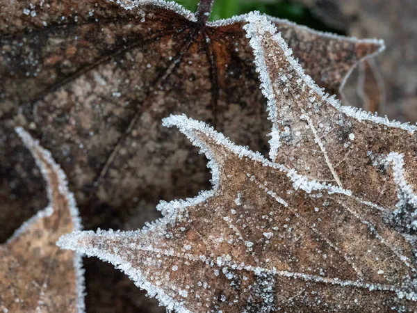 Abstract Pattern Frozen Mable Leaves — Stock Photo, Image