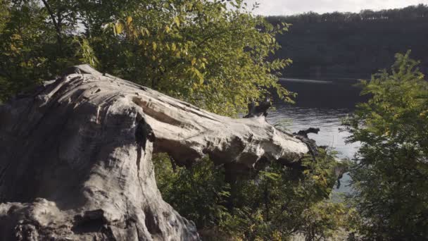 Пейзаж природи зі старим зламаним деревом у воді — стокове відео