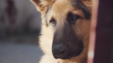 Büyük köpek oldukça baş eğerek