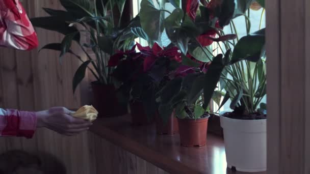 Frau trocknet extra Wasser aus Blumen — Stockvideo