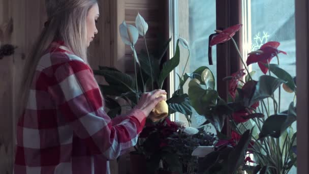 Mulher polvilhar folhas de plantas na janela — Vídeo de Stock