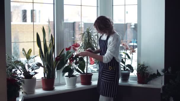 Жінка розбризкує квіти на вікні — стокове відео