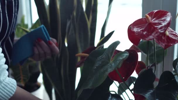 Vrouw Pools bladeren van bloemen — Stockvideo
