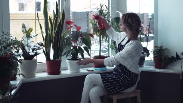 Kvinna sprutar blommor i fönstret — Stockvideo