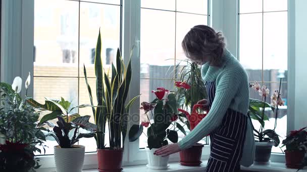 Νεαρή γυναίκα πότισμα λουλουδιών μέσα στο σπίτι — Αρχείο Βίντεο