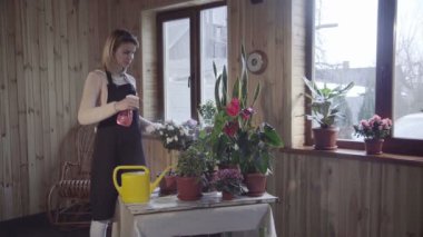 Penceredeki kadın püskürtme çiçekler