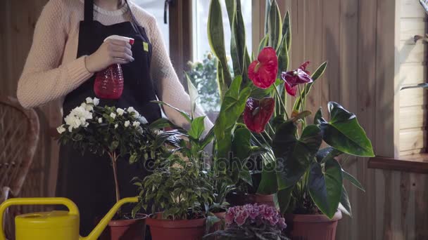 Γυναίκα ψεκασμού λουλούδια στο παράθυρο — Αρχείο Βίντεο