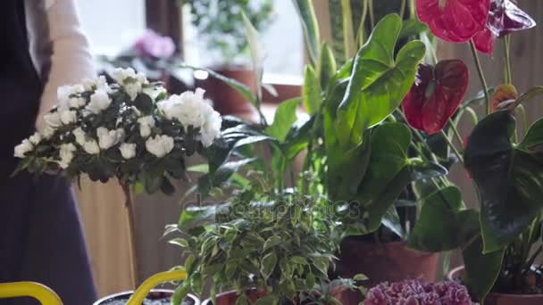 Γυναίκα ψεκασμού λουλούδια στο παράθυρο — Αρχείο Βίντεο
