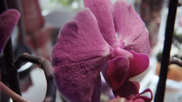 Macroshot 非洲菊 — 图库视频影像